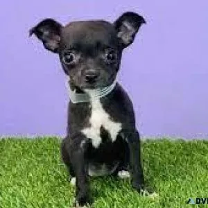 2 Well trained Chihuahua puppies