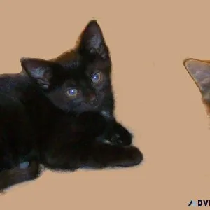 Two kittens need a good home