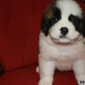 Saint Bernard Puppies