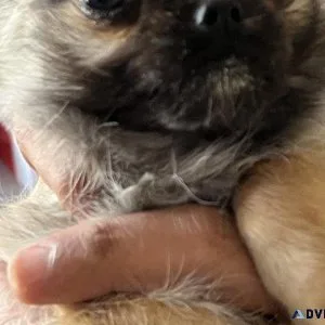 Very Very Tiny Playfull Chihuahua girl