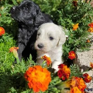 Goldendoodle