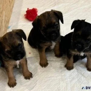 Border Terrier puppies