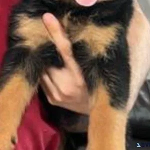 12 weeks old Rottweiler Puppies for Adoption