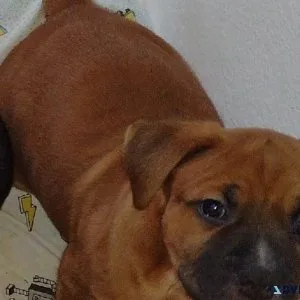 Bullmastiff Pitbull Lab puppy