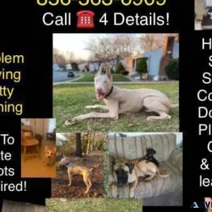 Canine Socialization Trainer