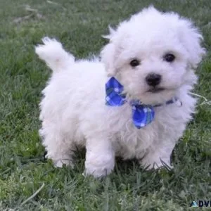 Male and Female Bichon Frise Puppies