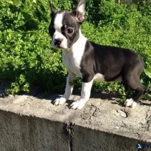 Boston Terrier Puppies