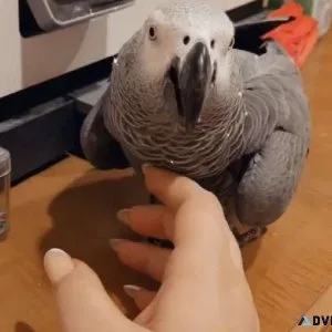 NKJS Congo African Grey Birds available.