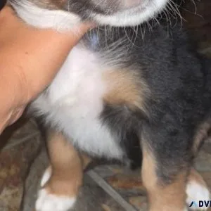 Australian shepherd puppies
