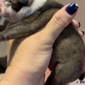 English Bulldogs 5 males