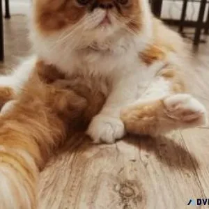 Persian kittens