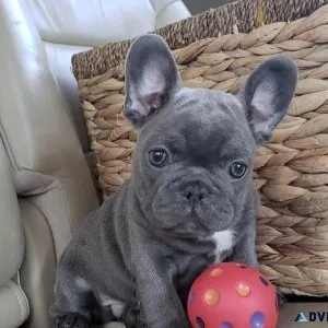 French Bulldog Puppies