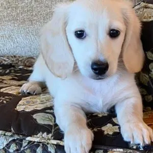 Stunning Dachshund Puppies available