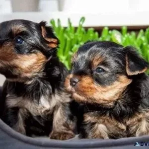 Yorkshire terrier puppies for adoption