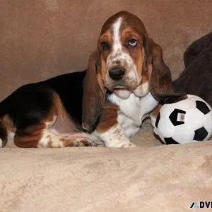 AKC Basset Hound puppies