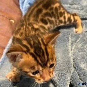 gorgeous Bengals.