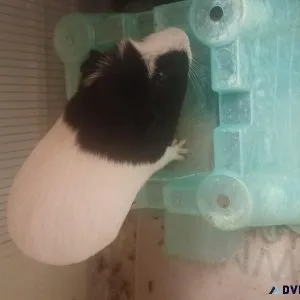 Guinea Pigs