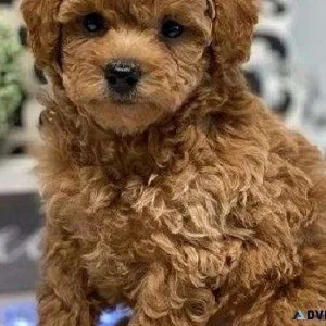 Teacup poodle puppy