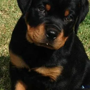 Rottweiler
