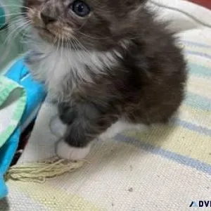 Large purebred maine coon kittens