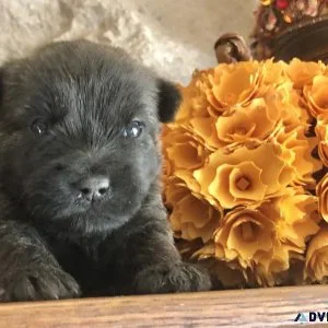 Cairn Terriers