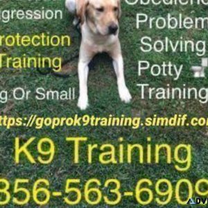 Obedience programs big and small
