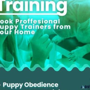 Dog Trainer Bangalore