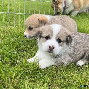 Two Adorable Pembroke Welsh Corgi Puppies