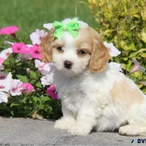 Cavapoo Puppies For Sale