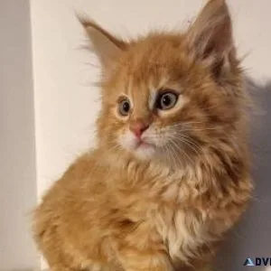 maine coon kittens male and female