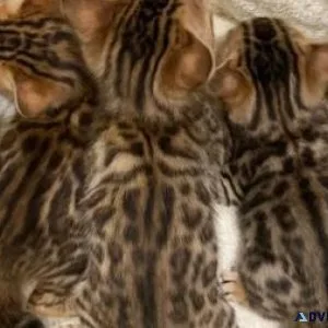 Gorgeous Bengal Kittens Available