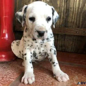 AKC Registered Male and Female Dalmatian Puppies