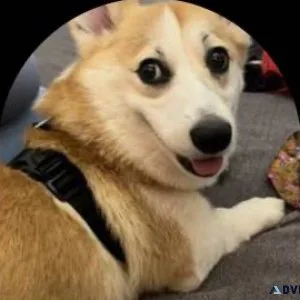 Your dog behavioral training