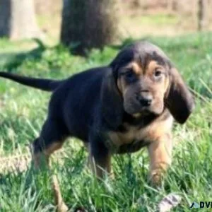 AKC Bloodhound puppies