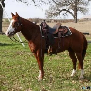 Poquita To The Max 2015 Sorrel Gelding. Kids Safe