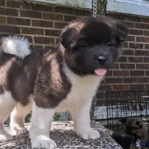 Purebred Akita puppies males and females