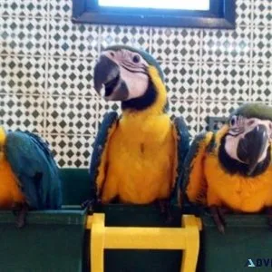 Outstanding Blue and Gold Macaws available