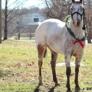 Horses For Sale
