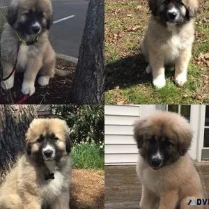 Great Pyrenees  Anatolian Puppies