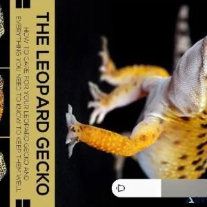 Leopard Gecko and Enclosure and More
