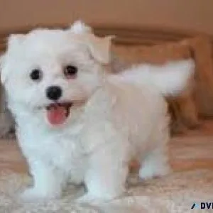 Well trained Maltese