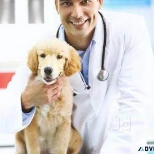 Noida s Top Veterinary Doctors  Vet Land Pet Clinic