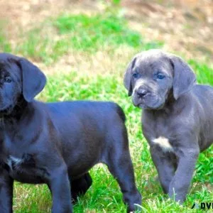 Cane Corso Puppies
