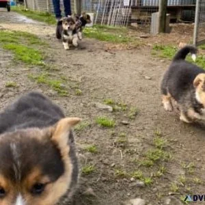 tri colour Pembroke Corgi puppies
