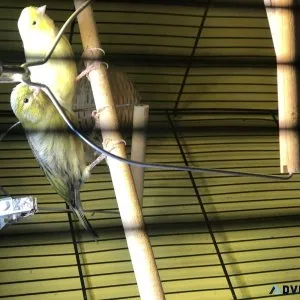 Singing canaries with cage