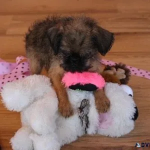 Ready Now Brussel Griffon puppies