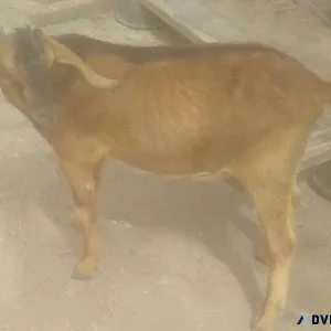 Registered Mini-Nubian Breeder Bucks and Bucklings