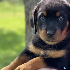 lopsided expert German rottweiler puppies for Sale