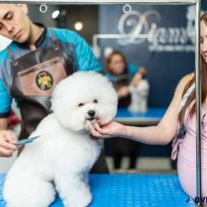 Expert Dog Groomer Near Me  Petzzco Grooming Services