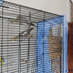 Cockatiel Birds- Set of two female